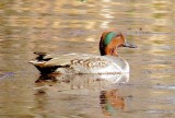 Green-Winged Teal