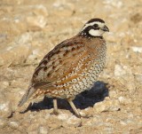 Northern Bobwhite