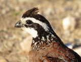 Northern Bobwhite