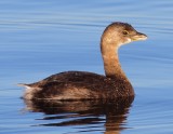 Pied-Billed Grebe