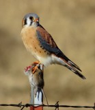 American Kestrel