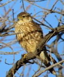 Merlin