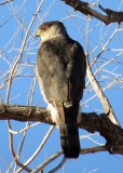 Coopers Hawk