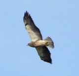 Swainsons Hawk