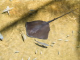 Manta in a lagoon within Mauna Lani Hotel
