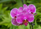 Hawaii Tropical Botanic Garden