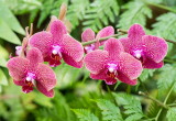 Hawaii Tropical Botanic Garden