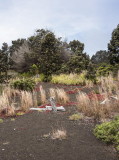Vegetation re-colonizing lava flow