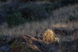 Organ Mountains, NM