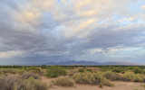 Organ Mountains from Mesilla Valley Bosque State Park