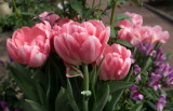 Phipps Conservatory