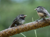 Black-capped Chickadee fledgling