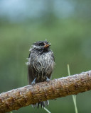 Black-capped Chickadee fledgling