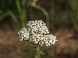 Yarrow