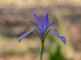 Rocky Mountain Iris