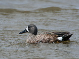 Blue-winged Teal