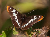 Lorquins Admiral