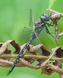 California Darner