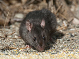 Black Rat