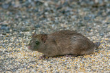 Norway Rat