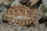 Tortoise