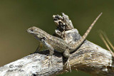 Western Fence Lizard