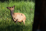 Brown-headed Cowbird chasing cow elk
