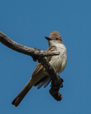 Ash-throated Flycatcher