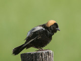 Bobolink