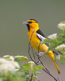 Bullocks Oriole