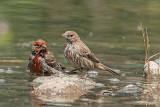 House Finch