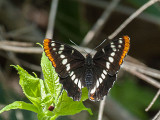 4525 Lorquins Admiral (Limenitis lorquini)