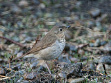 Swainsons Thrush