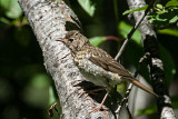 Swainsons Thrush juvenile