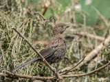 Spotted Towhee juvenile