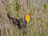 Yellow-headed Blackbird