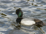 Greater Scaup