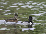 Ring-necked Ducks