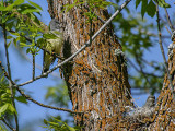 Western Kingbird