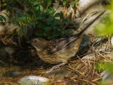 Spotted Towhee juvenile