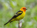 Western Tanager