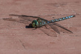 Lake Darner