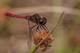 Saffron-Winged Meadowhawk