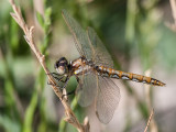 Dragonflies of the Northwest
