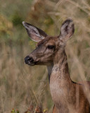 Black-tailed Deer