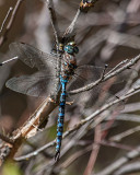 Canada Darner