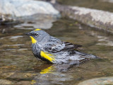 Yellow-rumped Audubons Warbler
