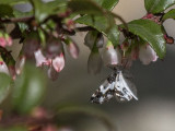 7308 Half-white Carpet Moth (Mesoleuca gratulata)