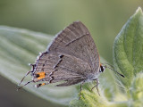 Gray Hairstreak