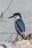 Black-crowned Night Heron
